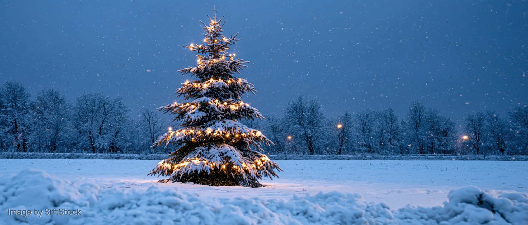 Snow-covered christmas tree with glowing string lights in a winter field at twilight