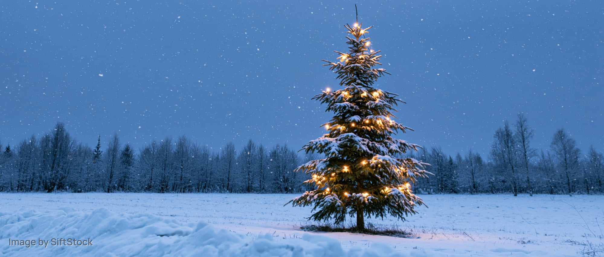 Snow-covered christmas tree with warm glowing string lights in a winter field at twilight