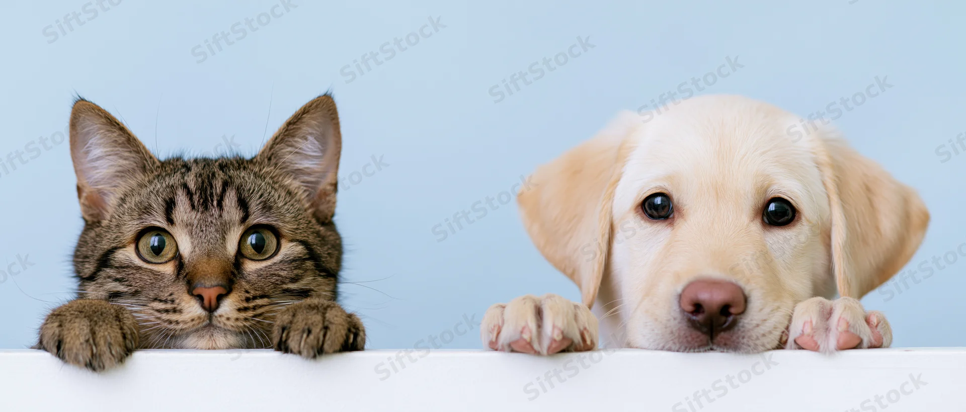 Tabby cat and cream labrador puppy peeking over white surface against blue background