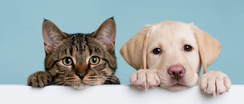 Tabby cat and cream labrador puppy peeking over white surface against blue background