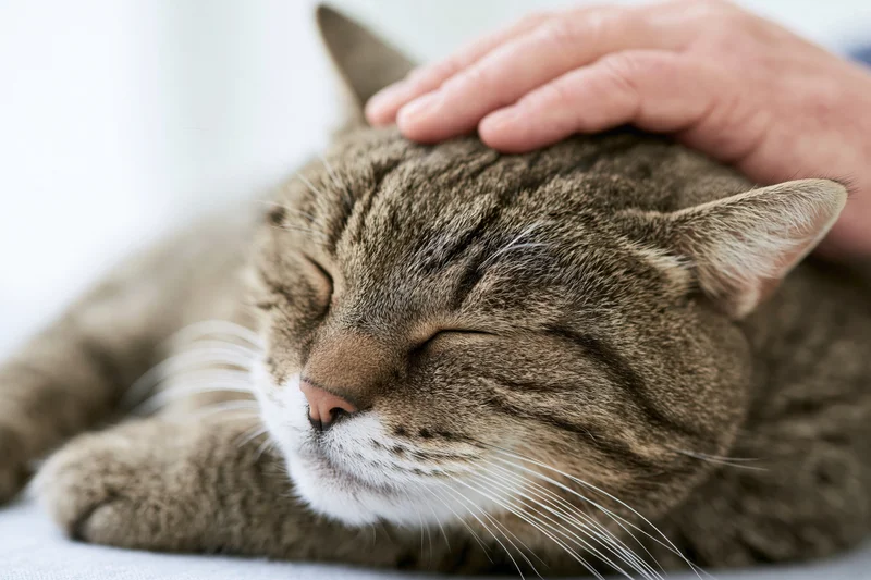 Tabby cat lying down with eyes closed being gently pet by a human hand on its head