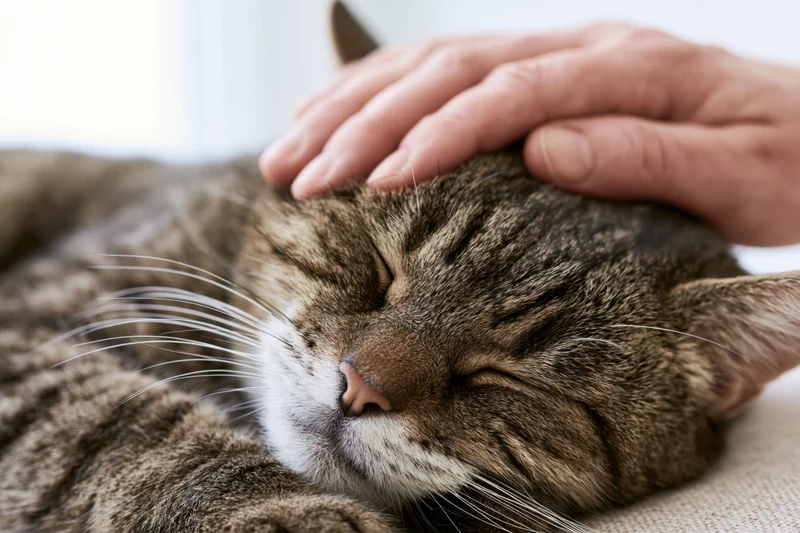 Tabby cat sleeping with eyes closed while being gently pet by a human hand on a sofa