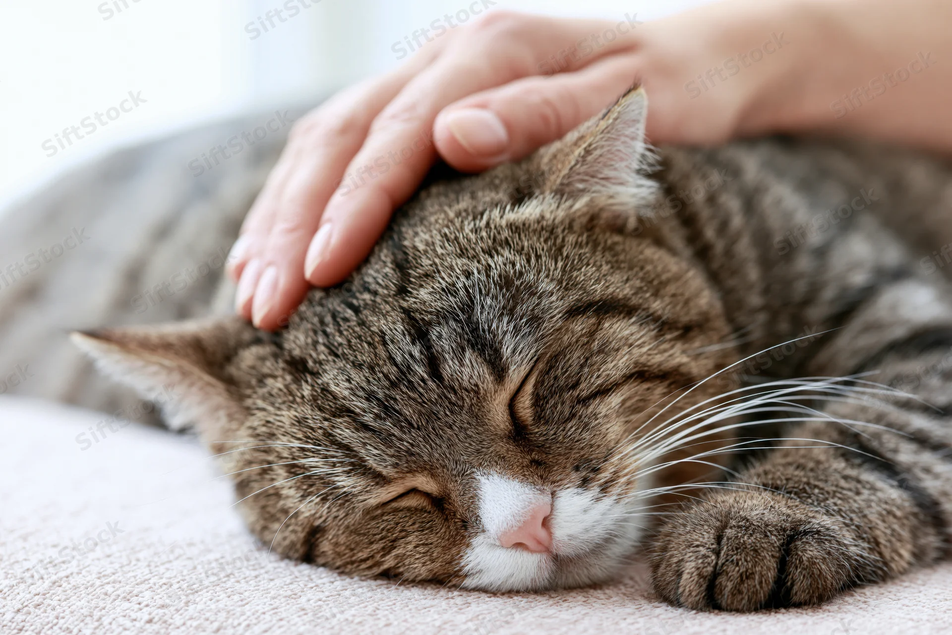 Tabby cat sleeping with eyes closed while being gently pet by a human hand on a soft blanket