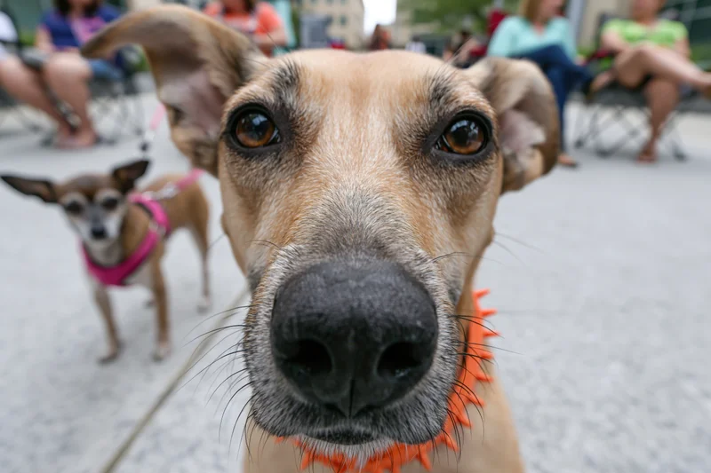 Tan mixed-breed dog with orange spiked collar looking at camera in outdoor event with people and another dog in background