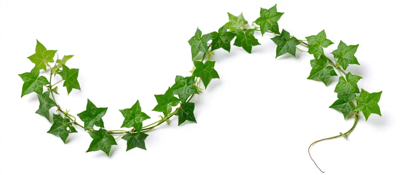 Trailing ivy vine with five-lobed green leaves curving across white background