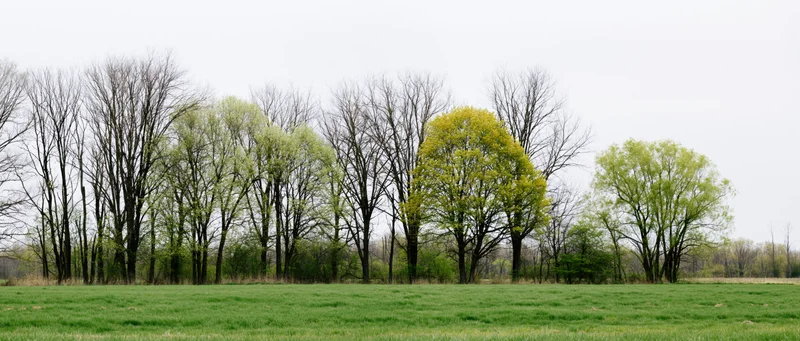 Mixed deciduous trees in early spring along a grassy field under an overcast sky