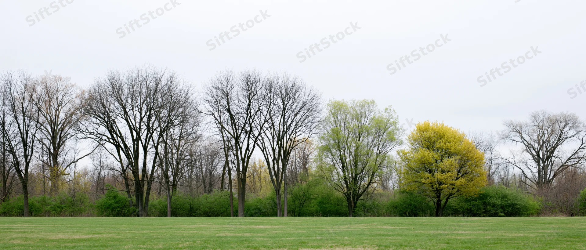Mixed deciduous trees in early spring along a grassy field under overcast sky