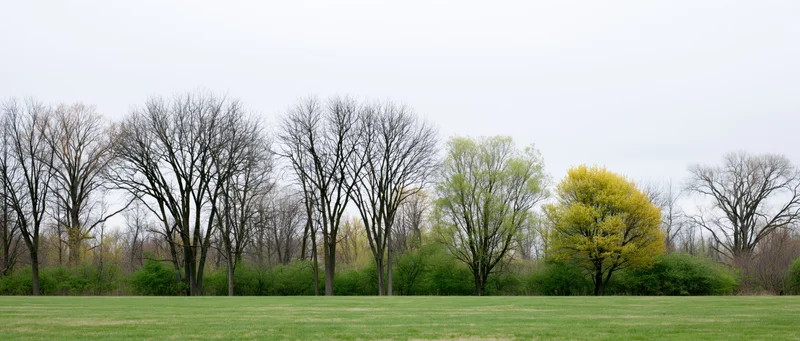 Mixed deciduous trees in early spring along a grassy field under overcast sky