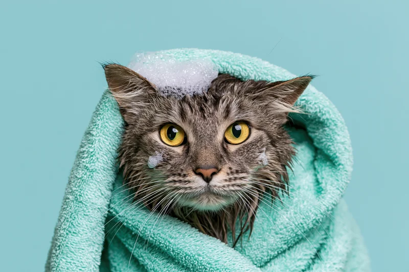 Wet grey tabby cat wrapped in mint green towel with soap suds on head, studio portrait