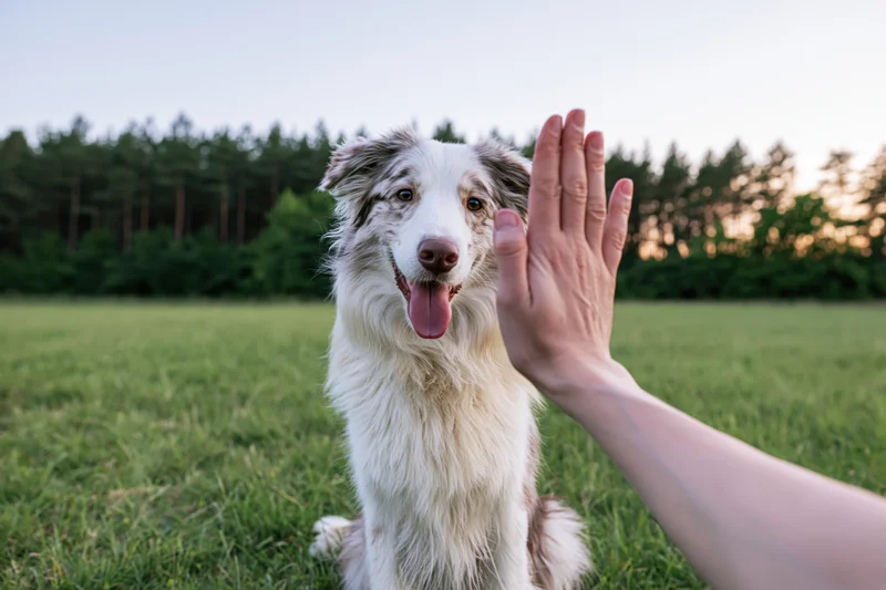 Border collie sitting on grass giving high five to human hand
