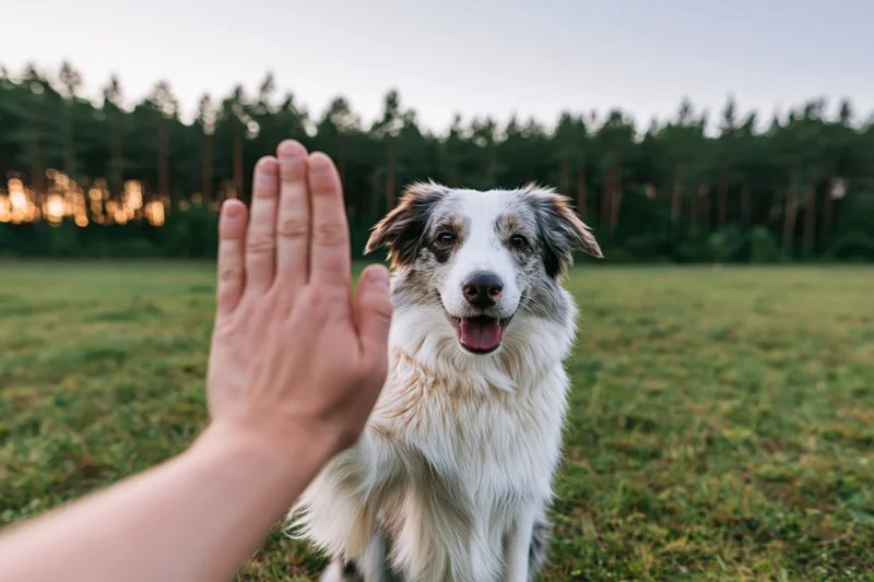 Border collie sitting in a grassy field giving a high five to a human hand