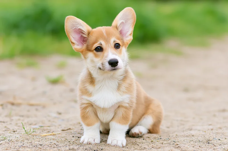 Pembroke welsh corgi puppy sitting upright on dirt ground outdoors