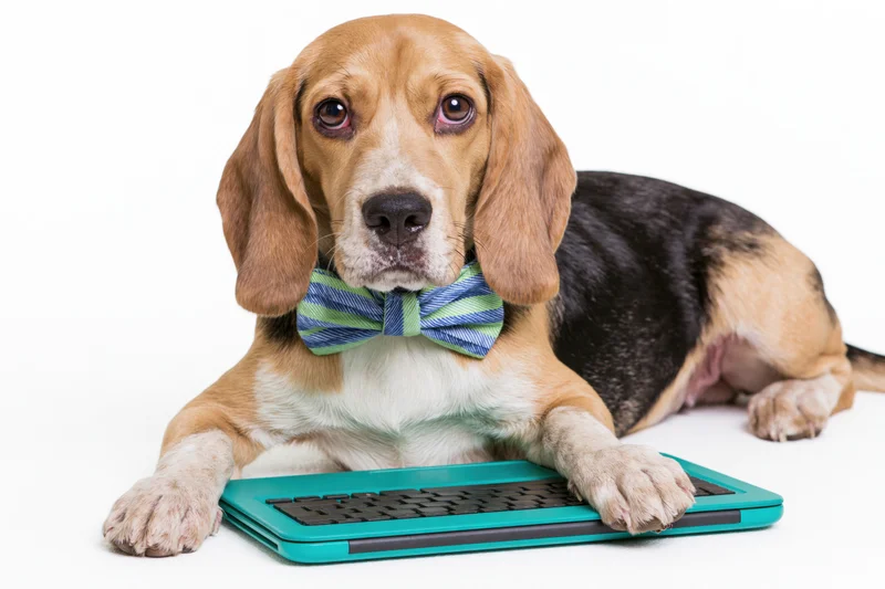 Beagle dog lying down with paws on teal keyboard wearing bowtie against white background