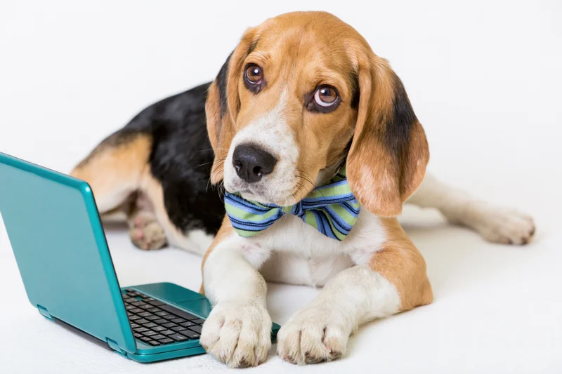 Beagle puppy lying down with front paws on a teal laptop wearing a striped bowtie on white background