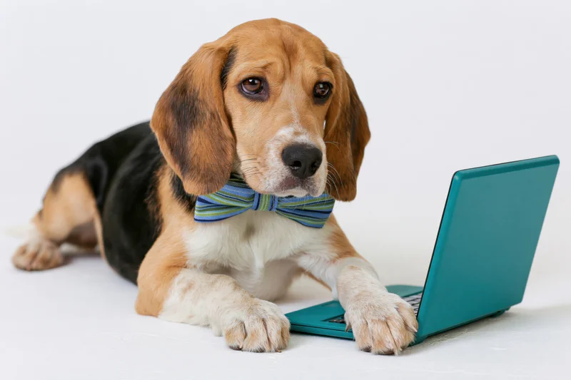 Beagle puppy lying down with front paws on a teal laptop against a white background