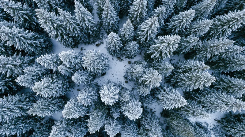 Aerial top-down view of snow-covered evergreen trees in a winter forest