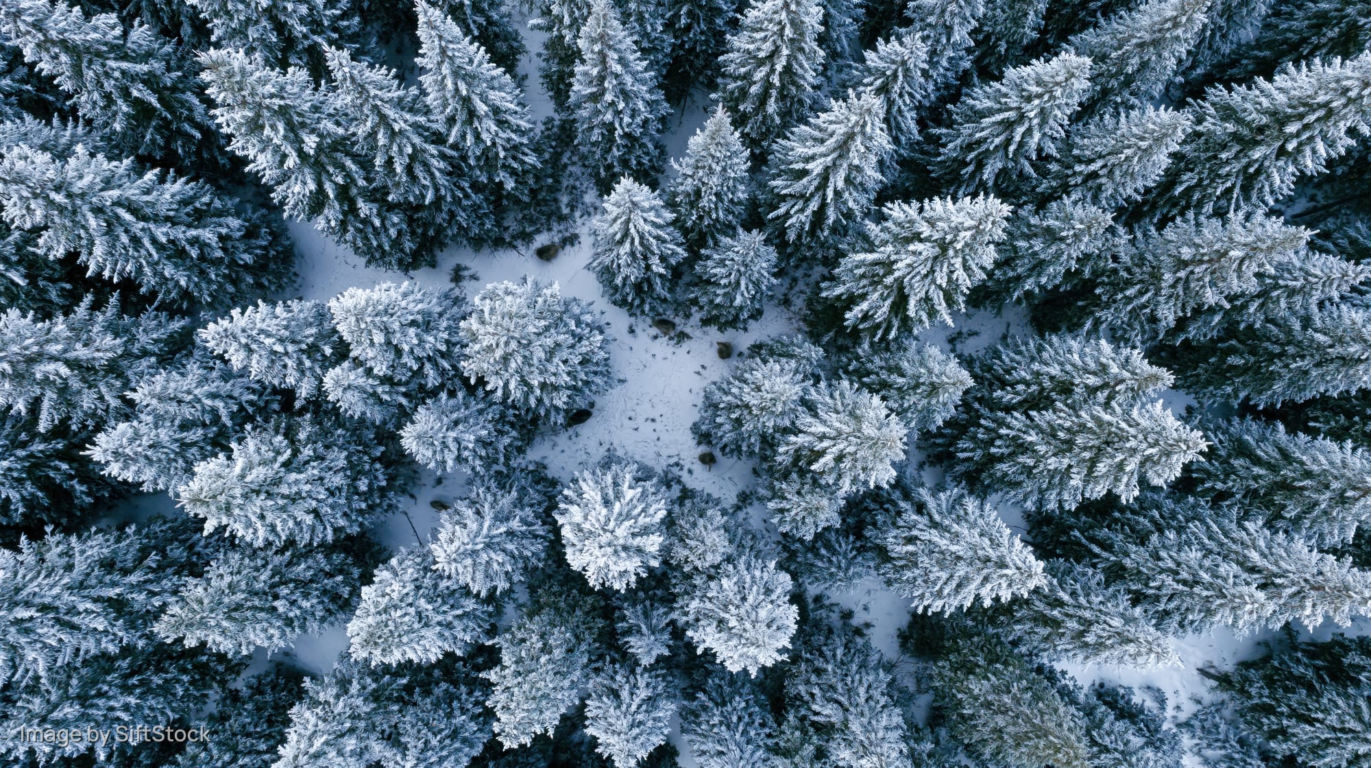 Aerial top-down view of snow-covered evergreen trees in a winter forest