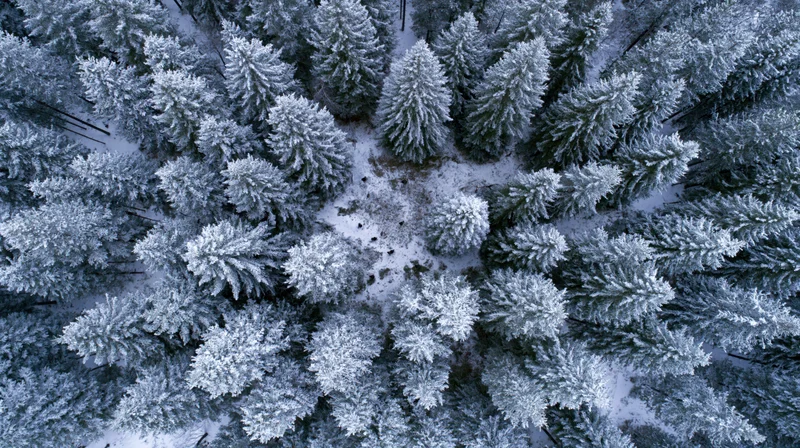 Aerial top-down view of snow-covered pine trees in a winter forest