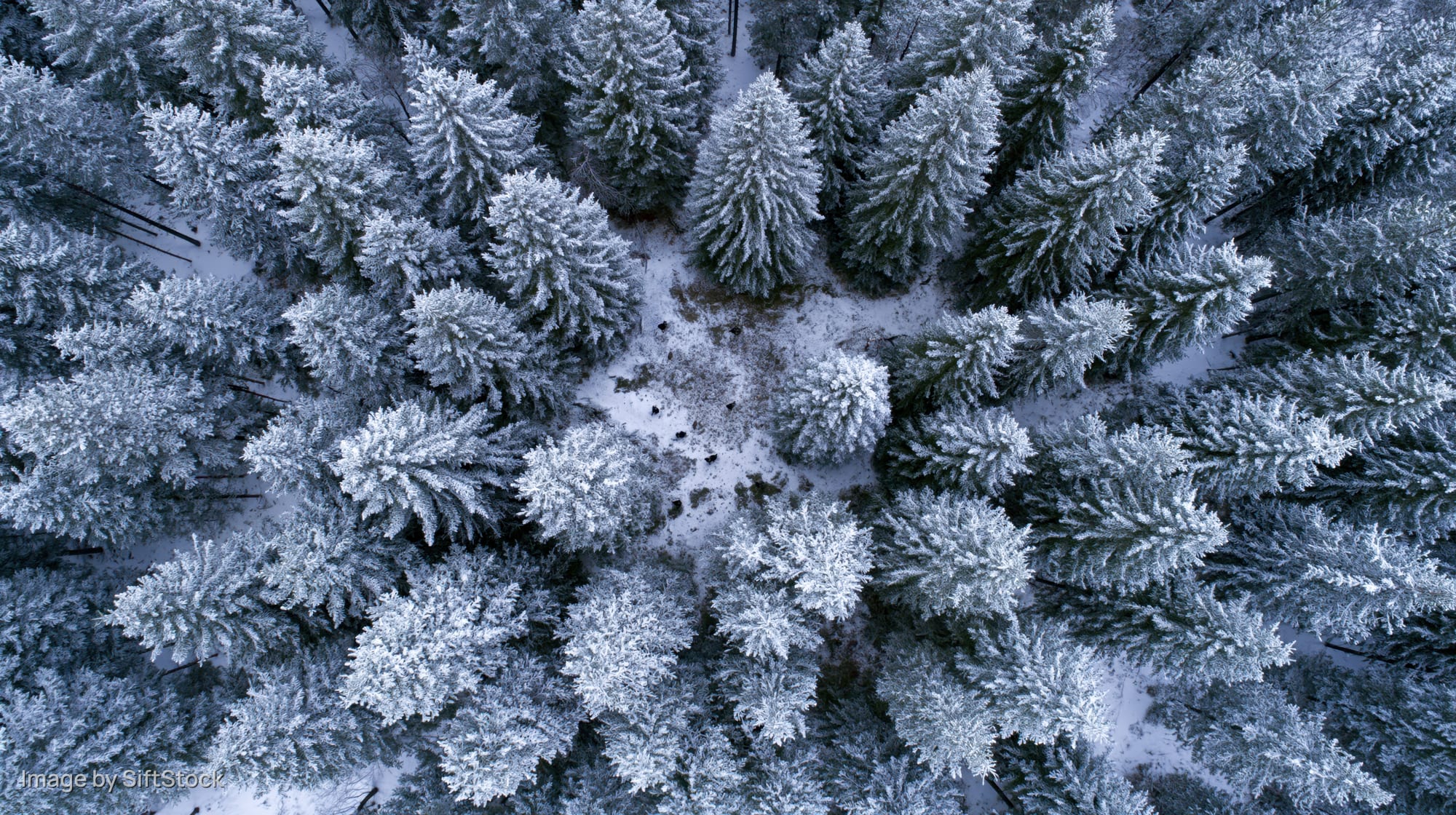 Aerial top-down view of snow-covered pine trees in a winter forest