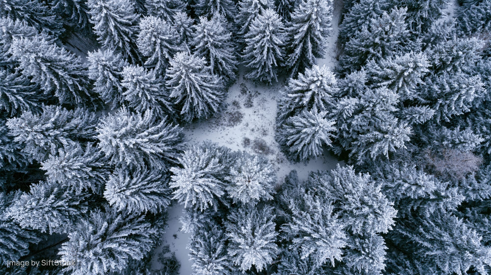 Aerial top-down view of snow-covered evergreen trees in a winter forest with a winding path through the woodland