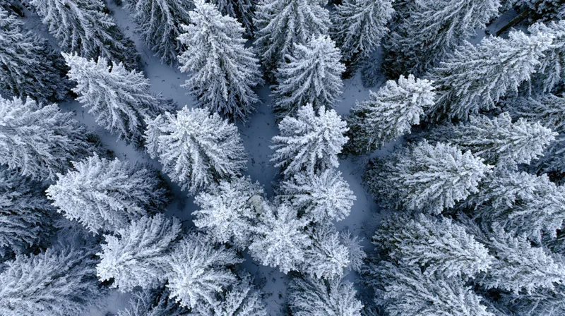 Aerial top-down view of snow-covered pine trees in a dense winter forest
