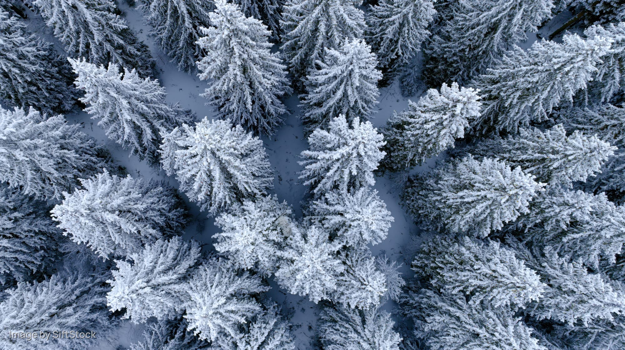 Aerial top-down view of snow-covered pine trees in a dense winter forest