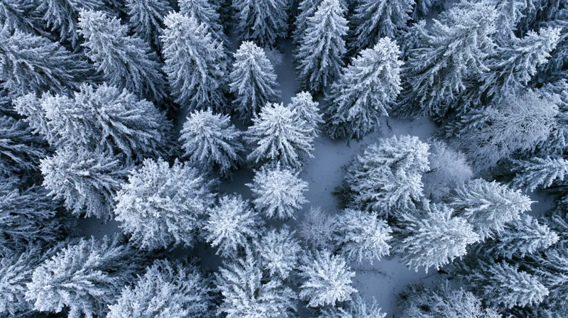 Aerial top-down view of snow-covered pine trees in a dense winter forest