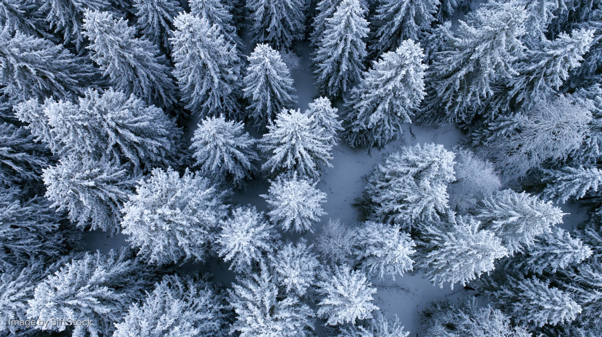 Aerial top-down view of snow-covered pine trees in a dense winter forest