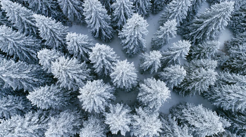 Aerial top-down view of snow-covered pine trees in a dense winter forest
