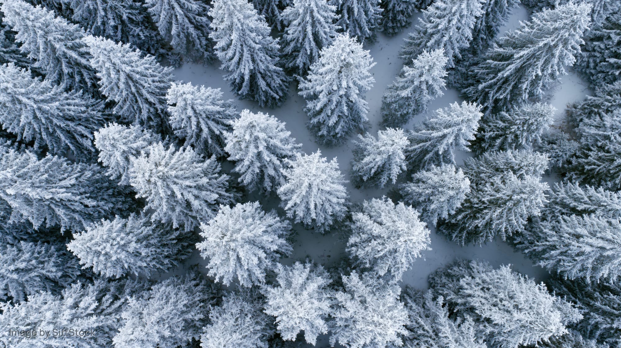 Aerial top-down view of snow-covered pine trees in a dense winter forest