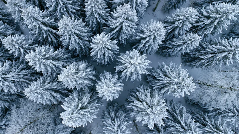 Aerial top-down view of snow-covered pine trees in a dense winter forest