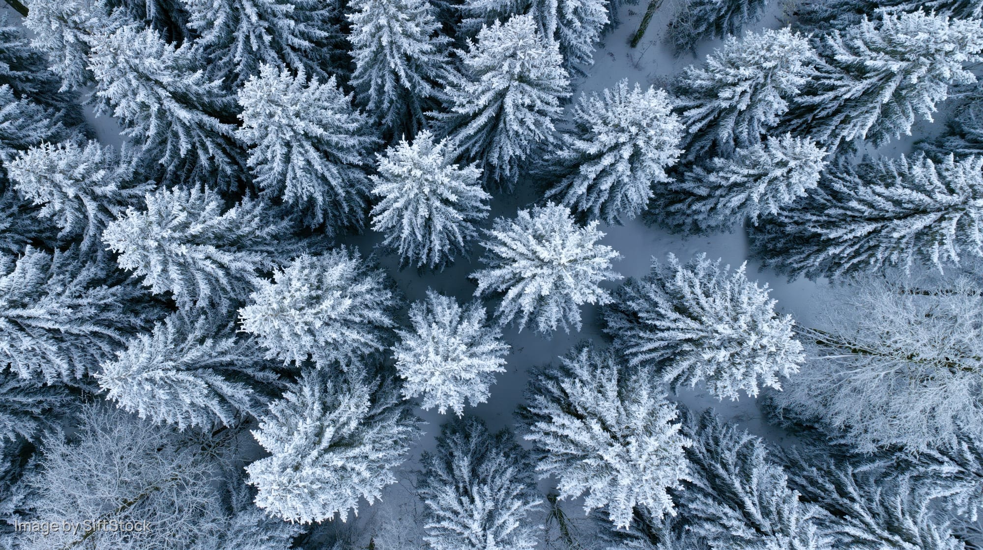 Aerial top-down view of snow-covered pine trees in a dense winter forest