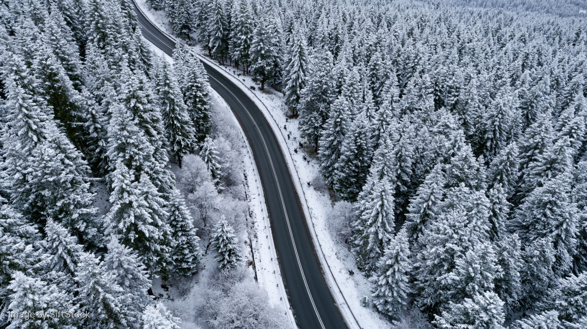 Winding road cutting through snow-covered pine forest from aerial view