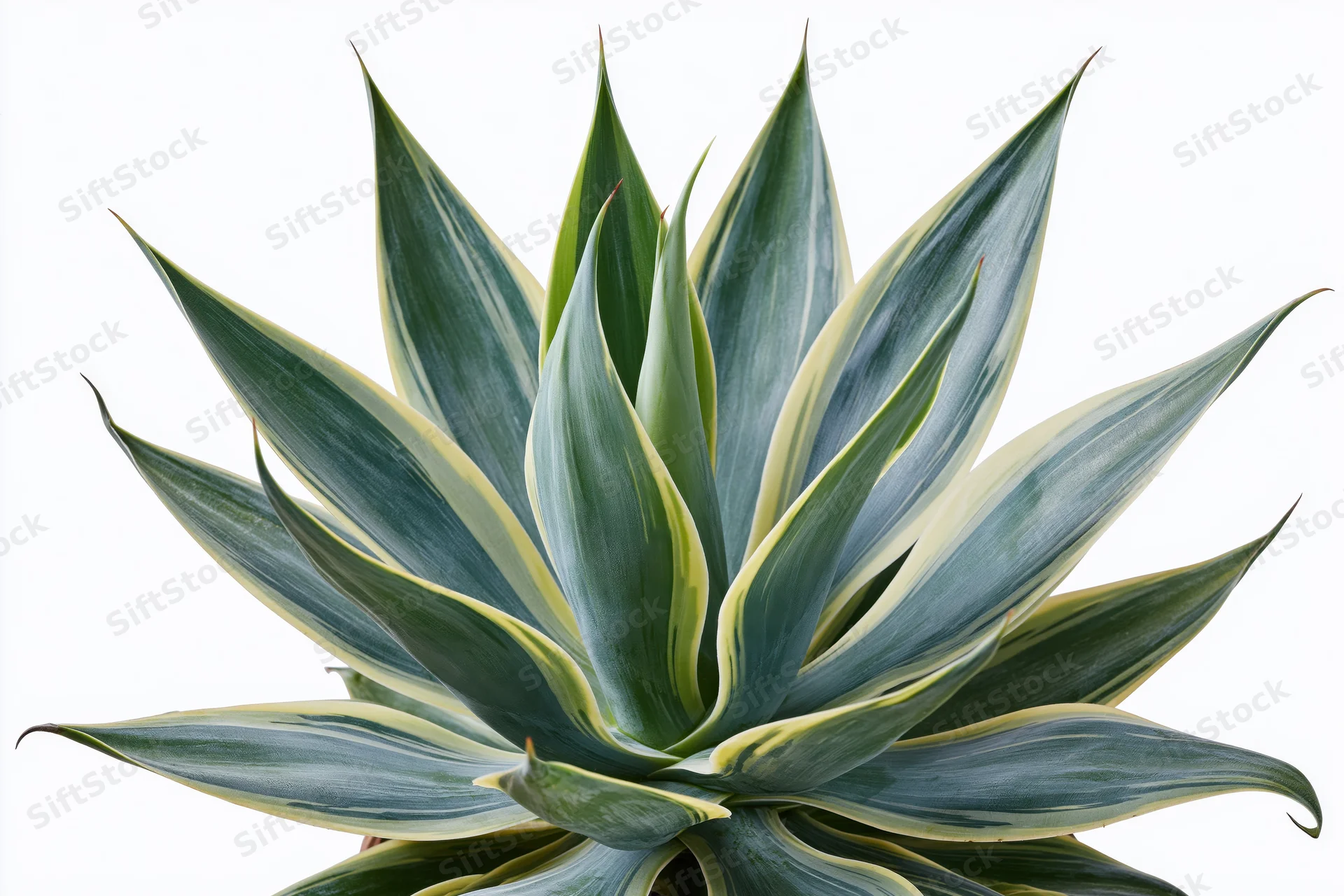 Variegated agave plant with blue-green and yellow leaves shown in closeup against white background