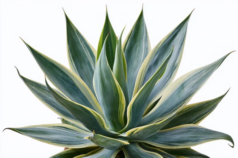 Variegated agave plant with blue-green and yellow leaves shown in closeup against white background