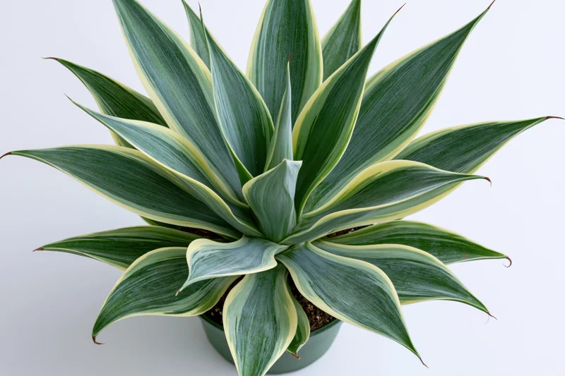Variegated agave succulent in a green pot against a white background