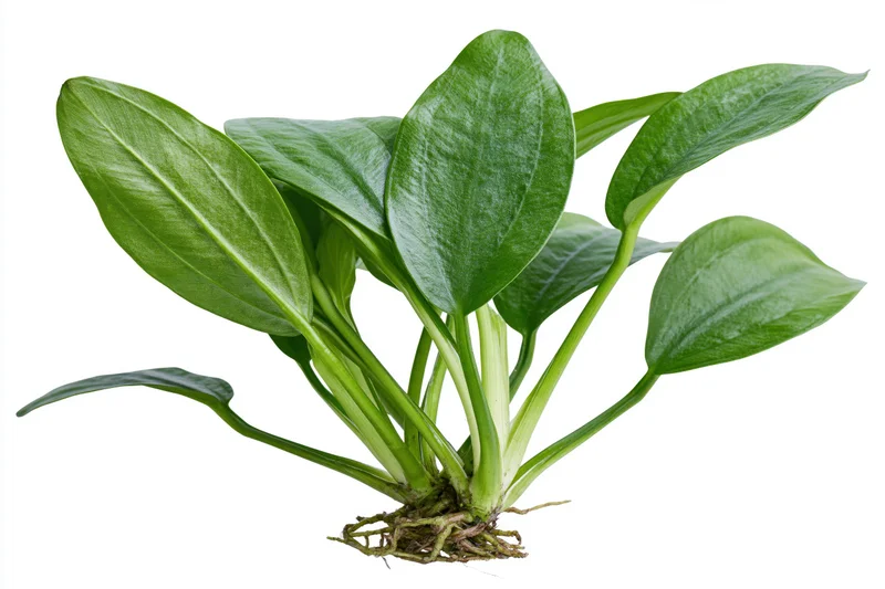 Amazon sword aquatic plant specimen with long oval green leaves and visible roots isolated on white background