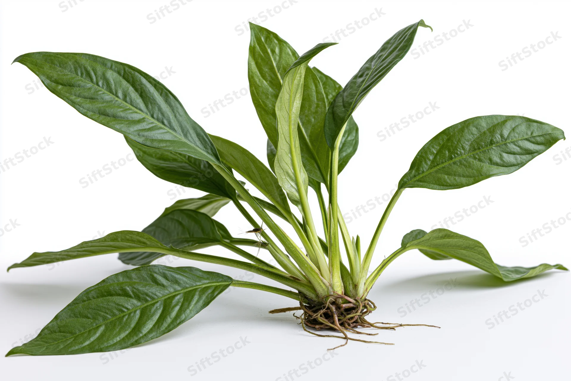 Amazon sword aquatic plant specimen with long oval leaves and visible roots on white background