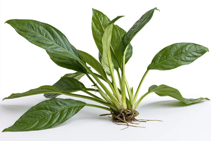 Amazon sword aquatic plant specimen with long oval leaves and visible roots on white background