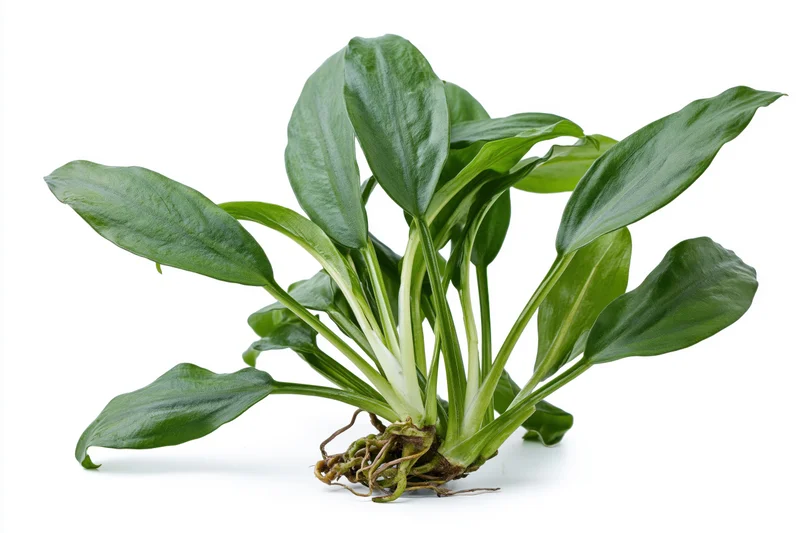 Amazon sword aquatic plant specimen with long oval green leaves and visible roots on white background