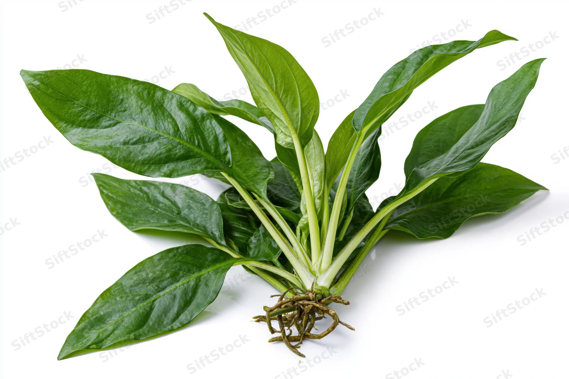 Amazon sword aquatic plant specimen with long oval leaves and visible roots on white background