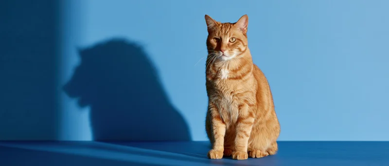 Orange tabby cat sitting upright on blue studio floor casting shadow