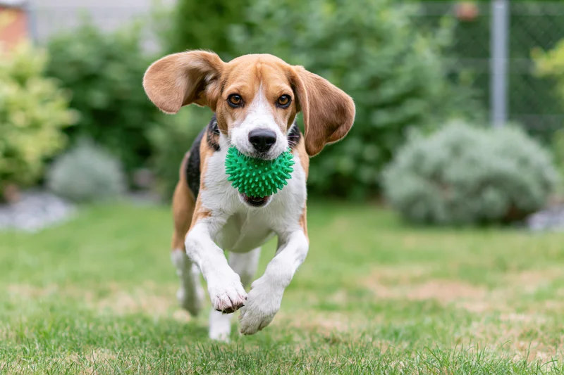 Beagle running toward camera with green spiky toy in mouth on grassy yard