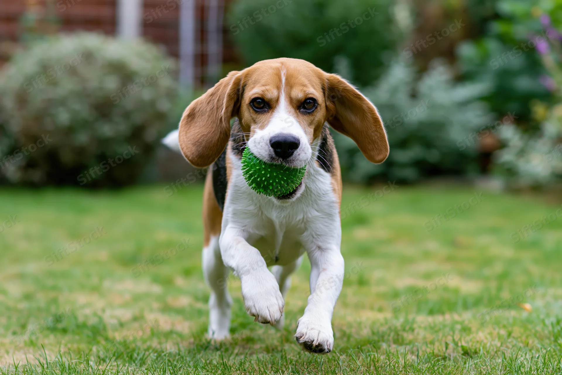 Beagle running toward camera with green spiky ball in mouth on grassy yard