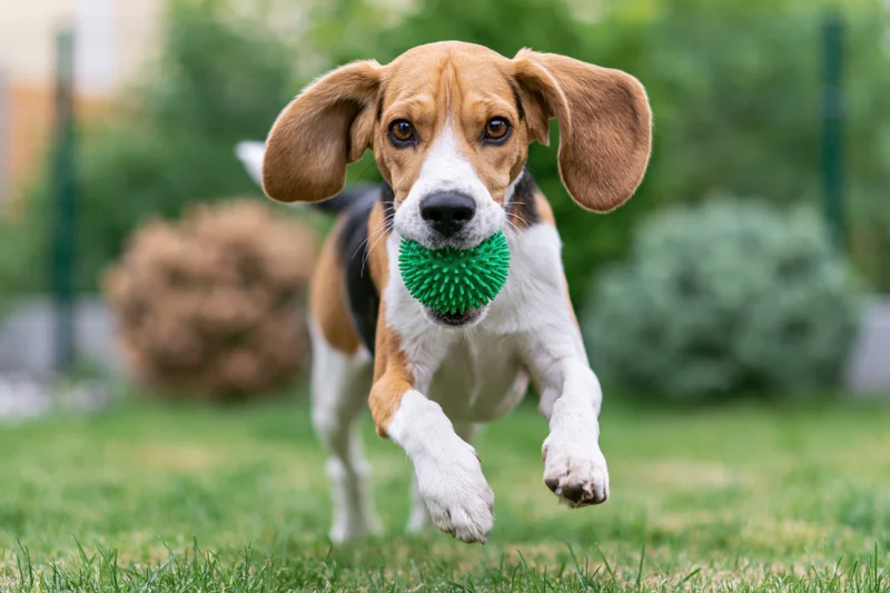 Beagle running toward camera with green spiky toy in mouth on grassy yard