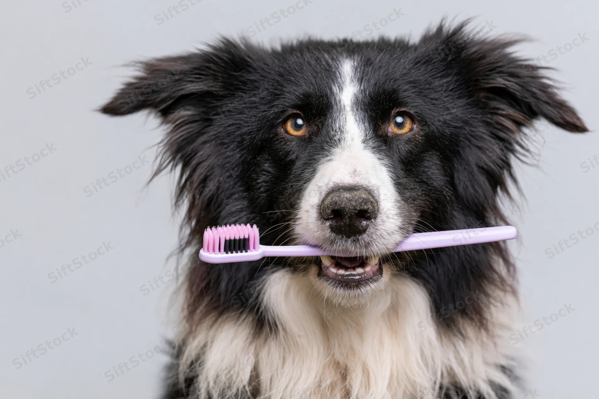 Border collie holding toothbrush in mouth against plain background