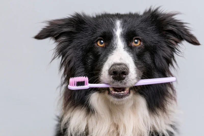 Border collie holding toothbrush in mouth against plain background