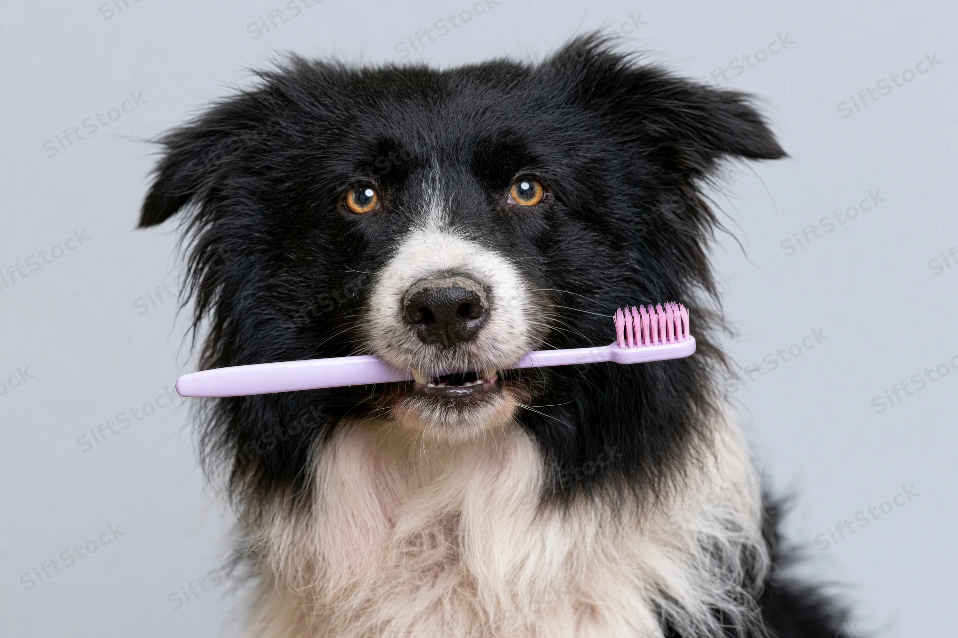 Black and white border collie holding a purple toothbrush in its mouth against a plain background