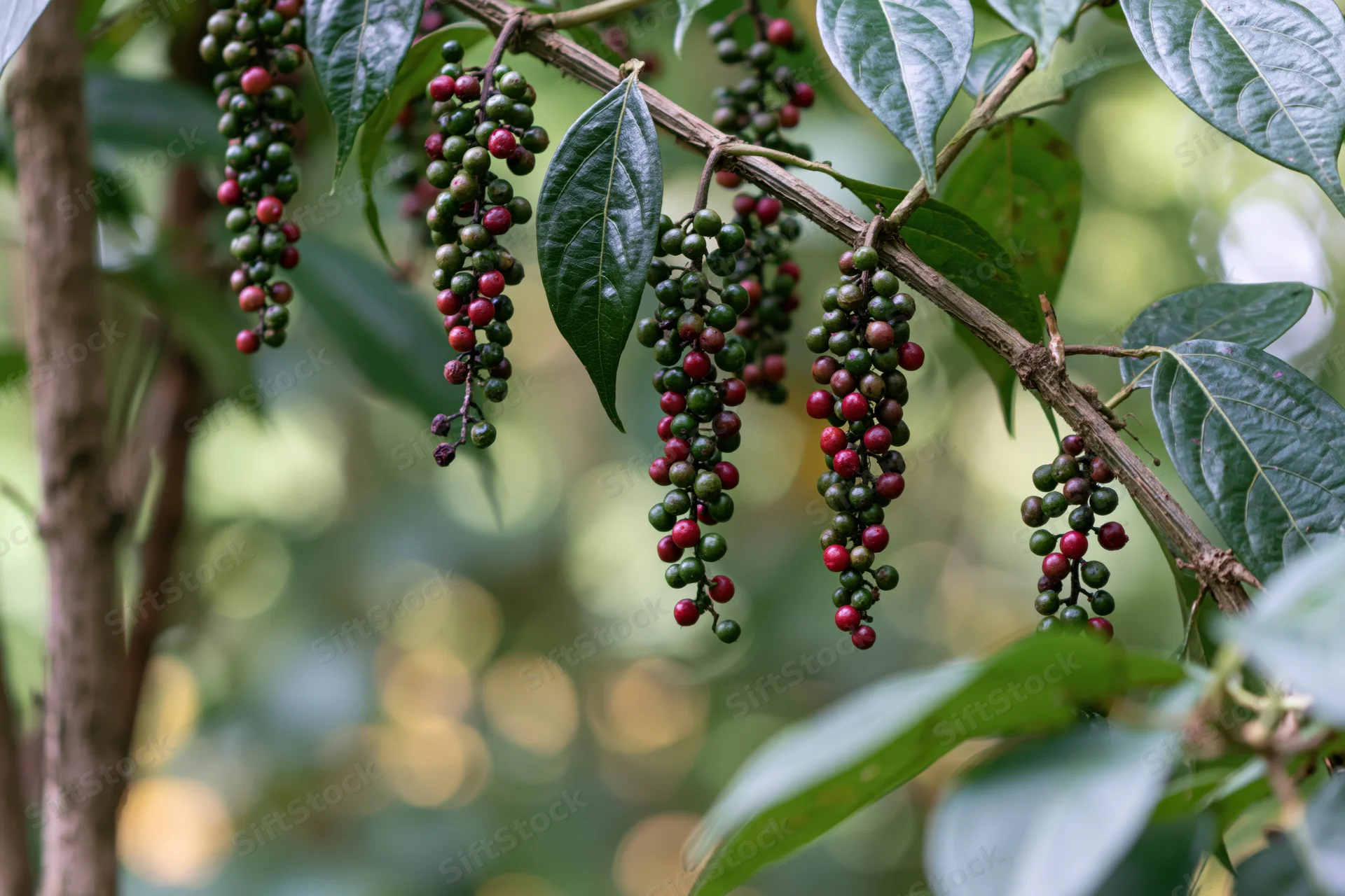 Clusters of ripening peppercorns hanging from a black pepper vine branch among green leaves