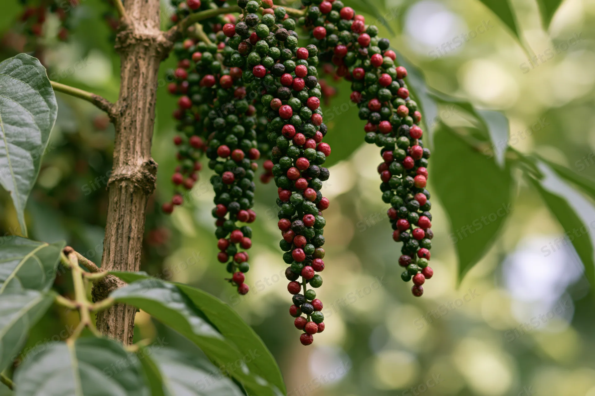 Clusters of ripening peppercorns hanging from a black pepper vine branch among green leaves